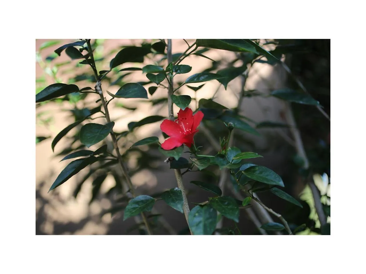 In Da Garden Διαμέρισμα Ουμπούντ